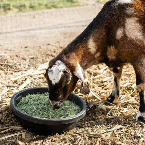 Standlee Grazlee Chopped Alfalfa Timothy